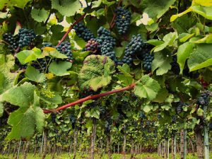 Svizzera: vendemmia 2017
