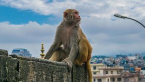 Svizzera, no del Consiglio federale all’iniziativa “Si a un futuro senza esperimenti sugli animali”