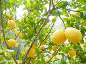 Ricette tradizionali: Gazzosa al limone