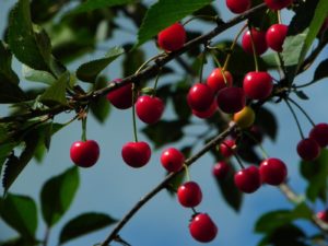 Ricette storiche: Torta alle ciliegie o Gâteau au cerises