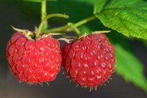 Ricette storiche: sciroppo di lamponi