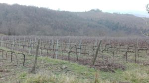 Svizzera: Censimento delle aziende agricole 2024 – Rallentamento del bio nel 2024