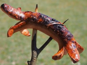 Ricette storiche: Cervelats