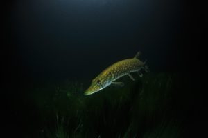 Ricette storiche: Luccio alla bernese o Brochet à la bernoise