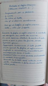 Frittata di Aglio Orsino (Allium Ursinum L.)