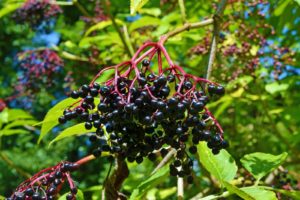 Ricette di stagione: marmellata di sambuco